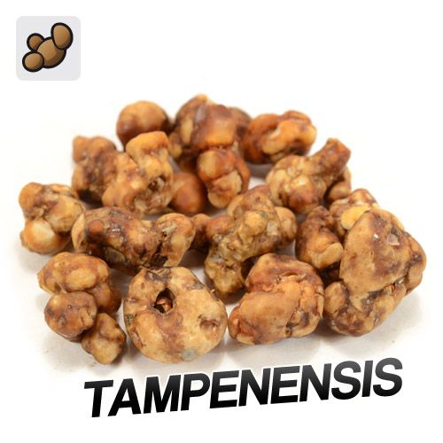 Sclerotia Tampanensis (15 gram)